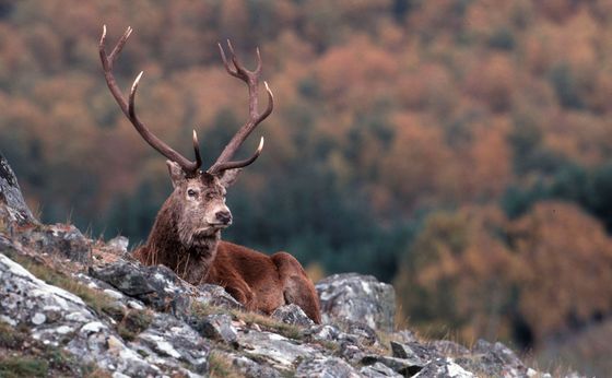 Country Sports card link